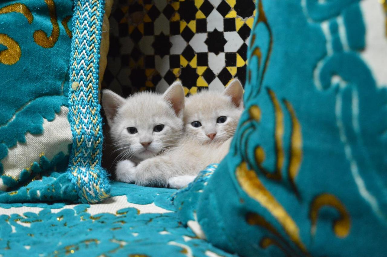 Chez L'Habitant Boueden Fès Dış mekan fotoğraf